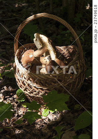 Basket with mushrooms. Boletus in the forest Basket with mushrooms. Boletus in the forest 23749618