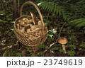Basket with mushrooms. Boletus in the forest 23749619