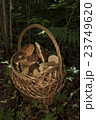 Basket with mushrooms. Boletus in the forest 23749620