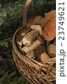 Basket with mushrooms. Boletus in the forest 23749621