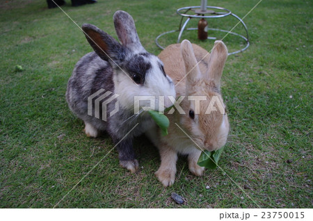 二兎 二兎 23750015