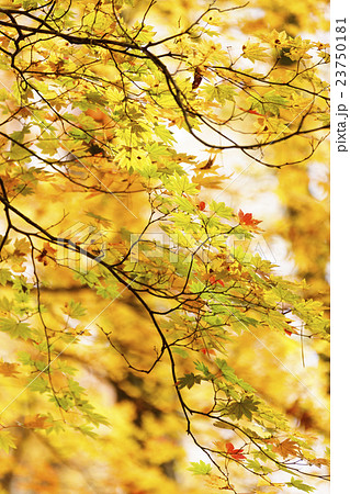 赤黄橙黄金色に輝く紅葉が綺麗な秋縦画面背景の写真素材
