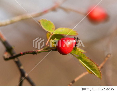 Ripened hip of dog rose - Rosa Canina 23750235