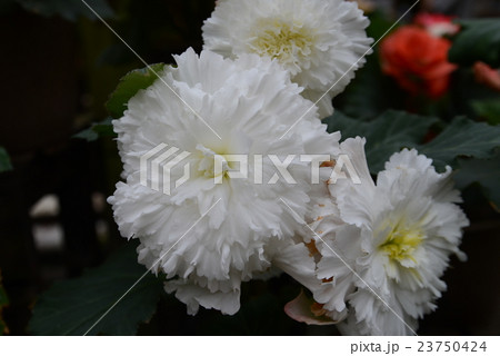 球根ベゴニア 23750424