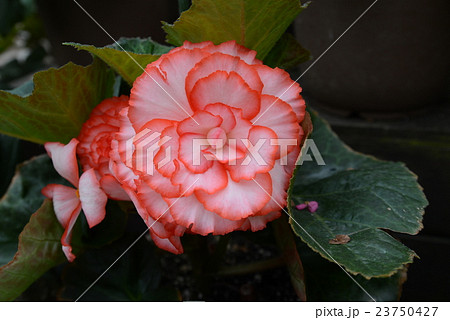 球根ベゴニア 球根ベゴニア 23750427