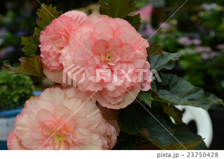 球根ベゴニア 23750428