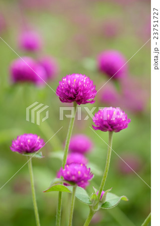 センニチコウ 23751727