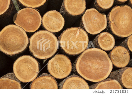 積まれた杉の丸太 23751835