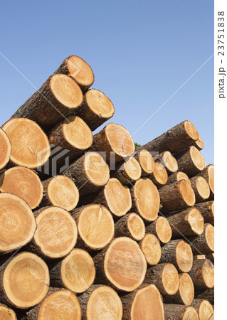 積まれた杉の丸太 積まれた杉の丸太 23751838