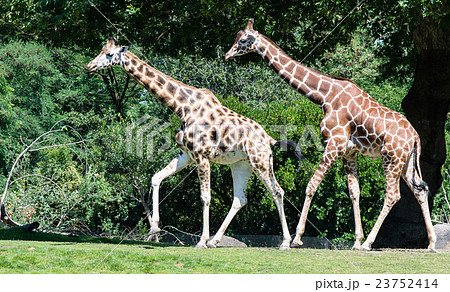 Two Garaffi 23752414