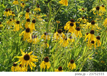 ルドベキア 23752555