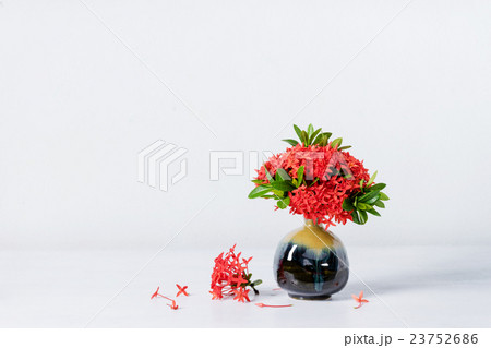 Red ixora flower in blue ceramic vase 23752686