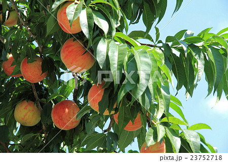 収穫前の桃 23752718