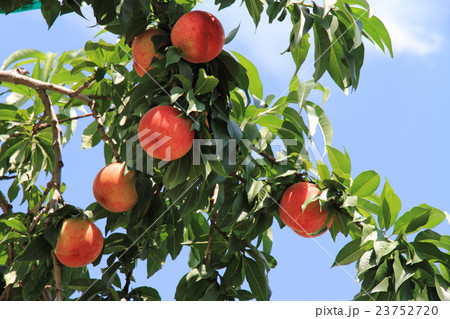 収穫前の桃 23752720