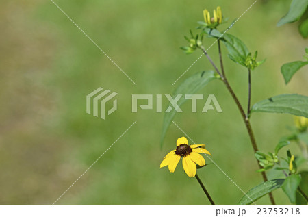 ルドベキア・タカオ ルドベキア・タカオ 23753218
