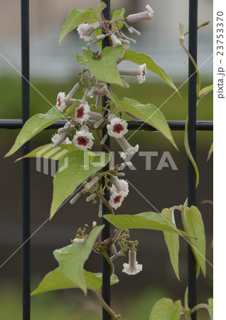 へクソカズラの花 23753370