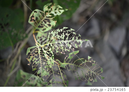 イタドリの虫食い葉 イタドリの虫食い葉 23754165
