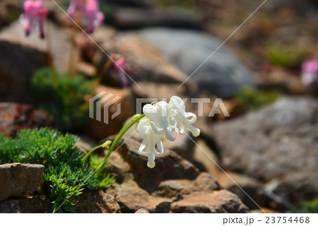 白い色のコマクサ 23754468