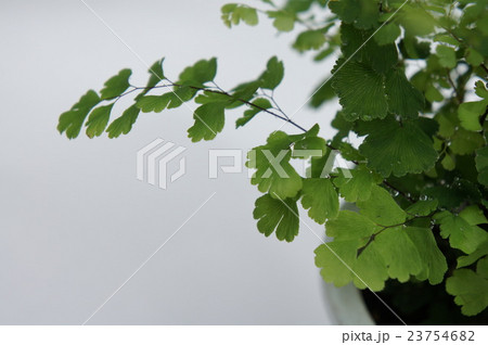 アジアンタム 23754682