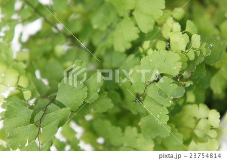 アジアンタム 23754814