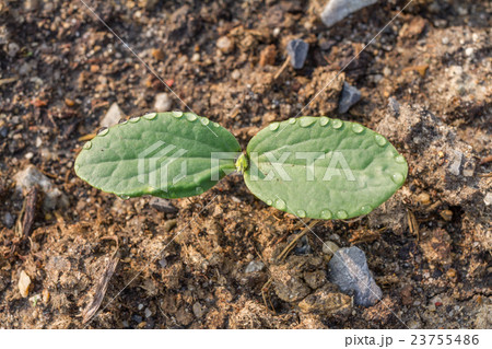 Green sprout growing from the ground 23755486