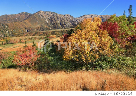 立山黒部 紅葉の弥陀ヶ原高原と大日連山 立山黒部 紅葉の弥陀ヶ原高原と大日連山 23755514