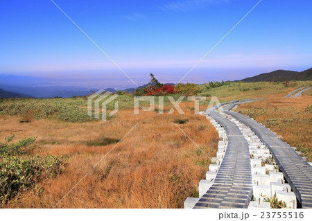 立山黒部　紅葉の弥陀ヶ原湿原と木道 23755516
