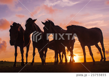 都井岬の夕景 23755655