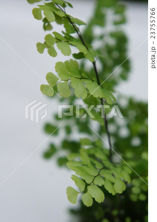 アジアンタム アジアンタム 23755766