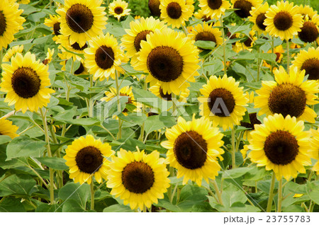 夏の花ひまわり1 夏の花ひまわり1 23755783