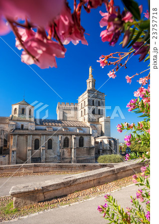 Avignon cathedral with flowers in Provence, France 23757718