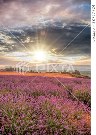 Lavender with colorful sunset in Provence,France 23757724
