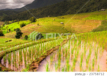 Rice fields on terraced. 23758712