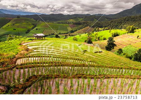 Rice fields on terraced. 23758713