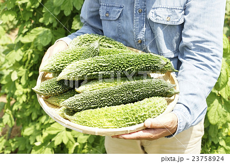 ゴーヤの収穫 23758924