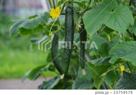 キュウリの実　キュウリの成長 23759579