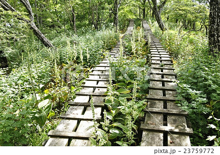 オオバイケイソウの咲く登山道 23759772