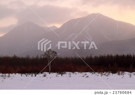 厳冬の奥日光・小田代原の夜明けと貴婦人のシラカバ 23760684