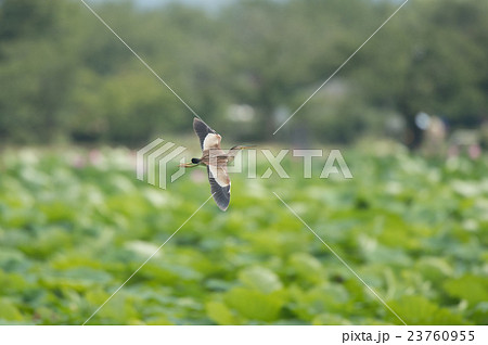 瓢湖上空を低空飛行するヨシゴイ 23760955