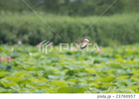 瓢湖上空を低空飛行するヨシゴイ 瓢湖上空を低空飛行するヨシゴイ 23760957
