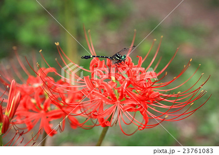 彼岸花とトンボの写真素材
