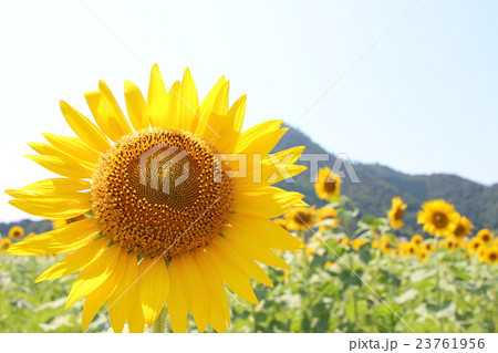 ひまわり畑 23761956