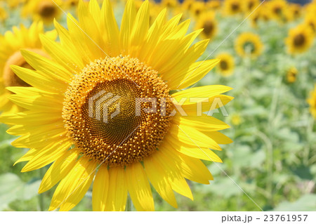 ひまわり畑 23761957
