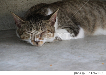 寝ている猫 寝ている猫 23762053