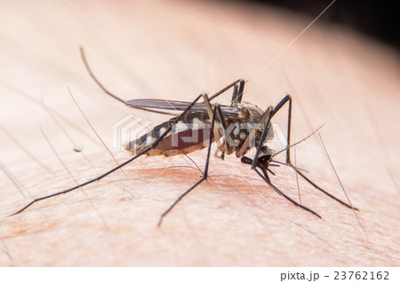 mosquito mosquito 23762162