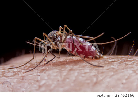 mosquito mosquito 23762166