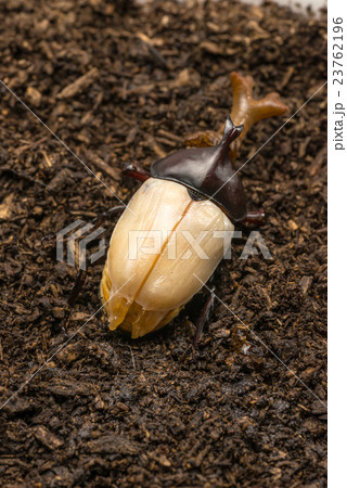 羽化直後のカブトムシのオス 羽化直後のカブトムシのオス 23762196