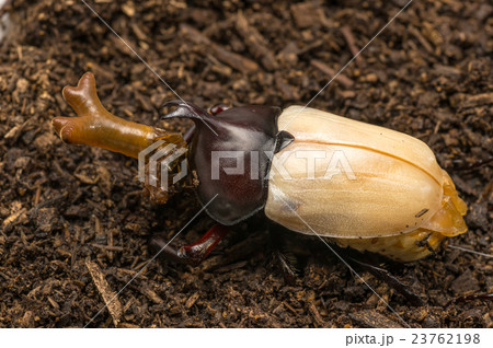 羽化直後のカブトムシのオス 23762198