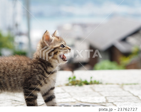 尾道の子猫の写真素材