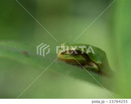 葉上の雨蛙 葉上の雨蛙 23764255